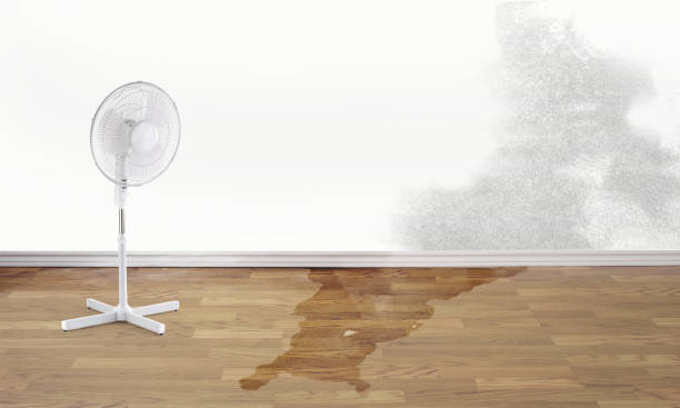 Best Water damage restoration services  in Black Diamond, FL